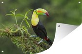 Un toucan sur une branche d'arbre moussu Affiche de jardin 120x80 cm - Toile de jardin / Toile d'extérieur / Peintures d'extérieur (décoration de jardin)