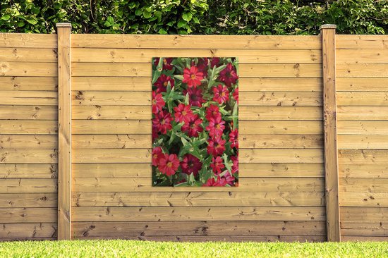 Affiche de jardin Fleurs de zinnia rouge pendant une journée ensoleillée 80x120 cm - Toile de jardin / Toile d'extérieur / Peintures pour l'extérieur (décoration de jardin)