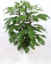 Kamerplant van Botanicly – Vingersboom in witte plastic pot 'Santorini' als set – Hoogte: 110 cm – Schefflera Amate