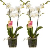 Orchideeën van Botanicly – 2 × Vlinder orchidee – Hoogte: 50 cm, 1 tak – Phalaenopsis multiflora