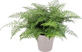 Varen van Botanicly – Asplenium in grijs pot als set – Hoogte: 55 cm – Asplenium Parvati