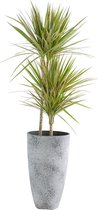 Kamerplant van Botanicly – Drakenboom in grijs plastic pot als set – Hoogte: 120 cm – Dracaena Marginata Bicolor