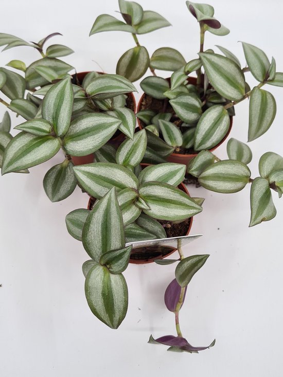 Stuks Tradescantia Zebrina plantjes, kamerplant in pot Ø 8cms