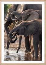 Poster Met Eiken Lijst - Afrikaanse Olifanten Poster