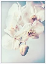 Poster Met Witte Lijst - Orchideeën Bloemen Poster