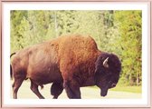 Poster Met Metaal Rose Lijst - Yellowstone Buffalo Poster