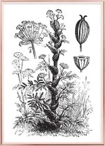Poster Met Metaal Rose Lijst - Asafoetida 1890 Poster
