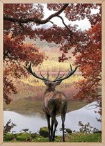 Poster Met Eiken Lijst - Red Deer Poster