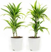 (2 stuks) Dracaena Fagrans Dermensis Lemon Lime - Luchtzuiverende Kamerplant - 70cm - ø17cm