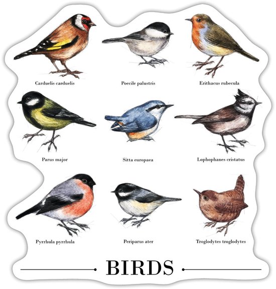 Vintage Vogels Sticker maat S (10 x 10 cm)