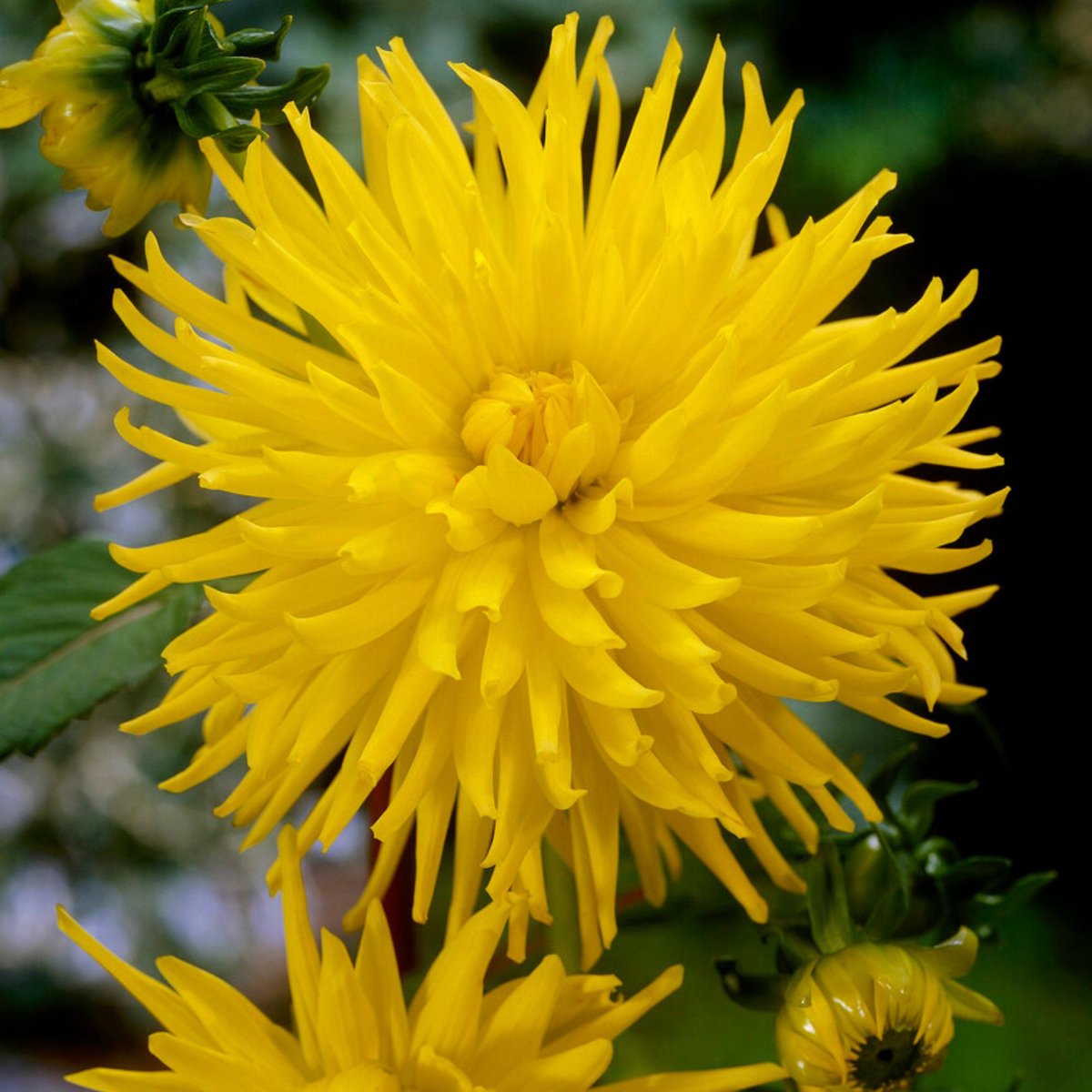 Tuindahlia (Dahlia Hortensis) - Dahlia Cactus Kennemerland - Bijen-Vlinders - Snijbloemen - Zomerbollen