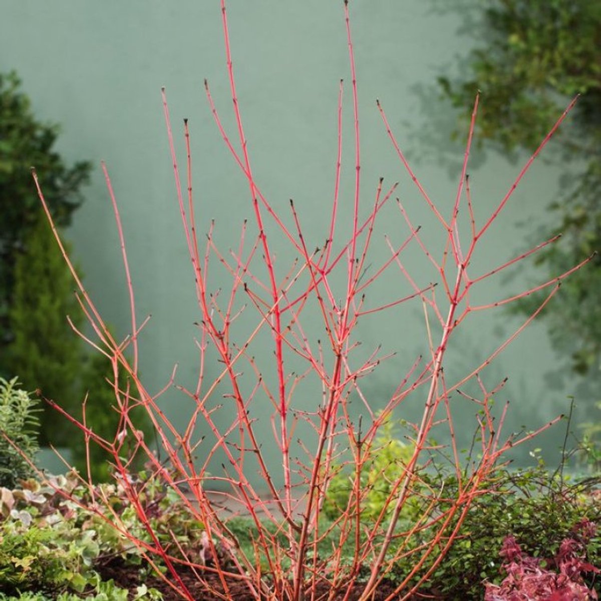 Plants Online BV - Planten - Set van 1 - Rode kornoelje 'Winter Beauty'