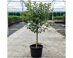 Malus domestica - Oude Appelboom 'Elstar' - Onderstam Zaailing - 45L pot - ca. 1.8m