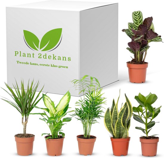 2e chance pour la plante ! - Plantes d'intérieur - 6 pièces - Boîte - Taille du pot 11-14 - Durable -
