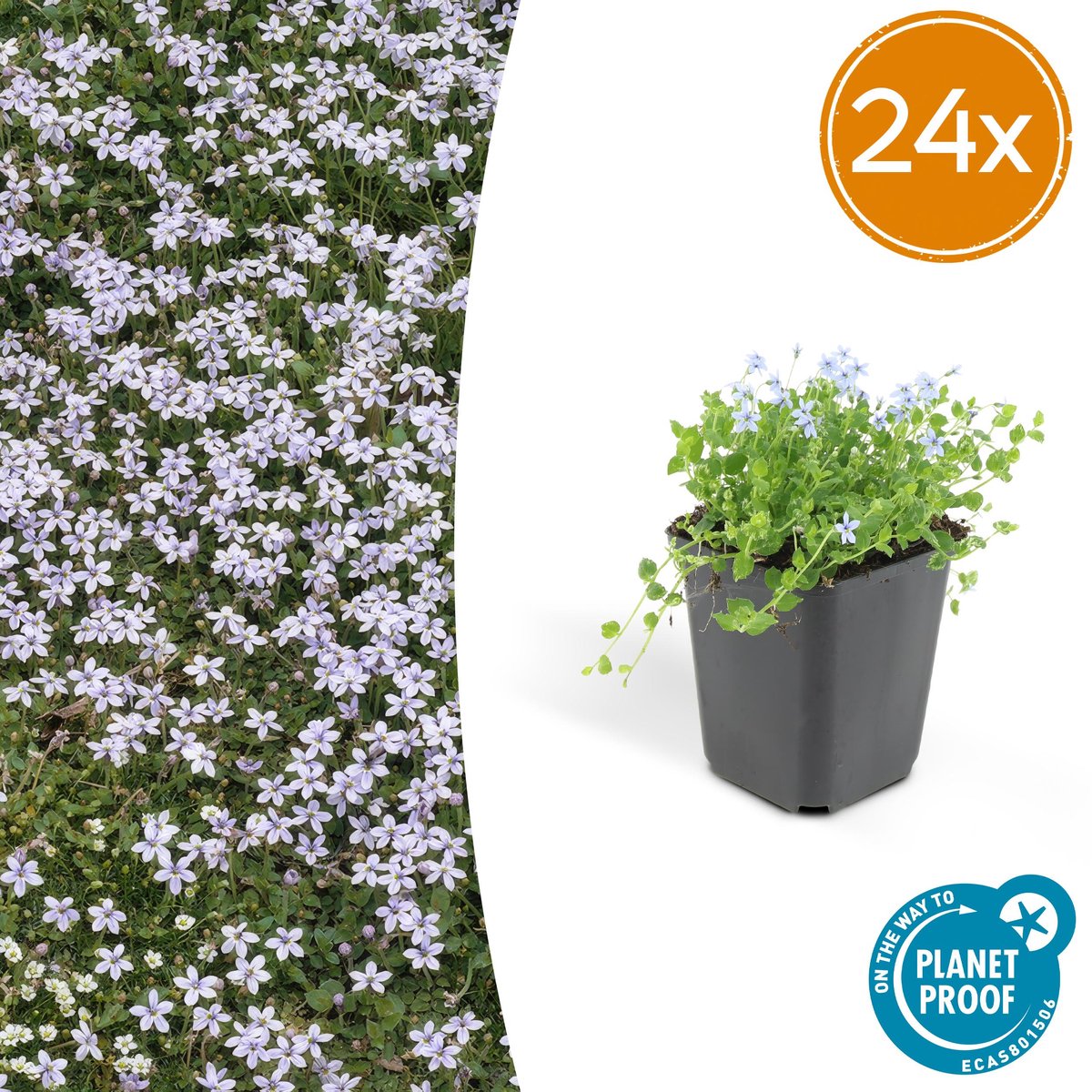 24 potten Blue Star Creeper, Blauwe grondkruiper, Moeras isotoom (Isotoma fluviatilis), lage buitenplant