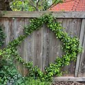Een houten schutting met Toscaanse Jasmijn die er diagonaal overheen groeit.