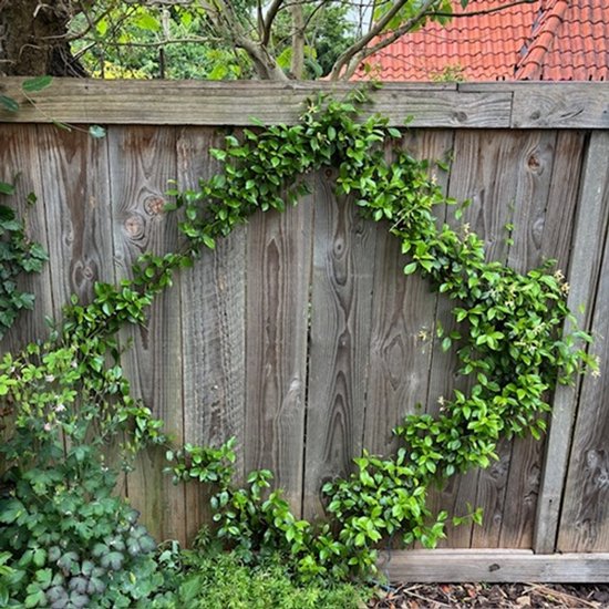 Een houten schutting met Toscaanse Jasmijn die er diagonaal overheen groeit.