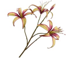 Lelie tak paars/groen 80 cm