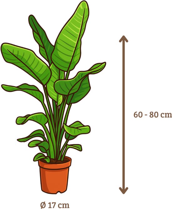 Strelitzia Nicolai - 60 - 80cm Hoog - Paradijsvogelplant - Luchtzuiverend - Pot 17cm