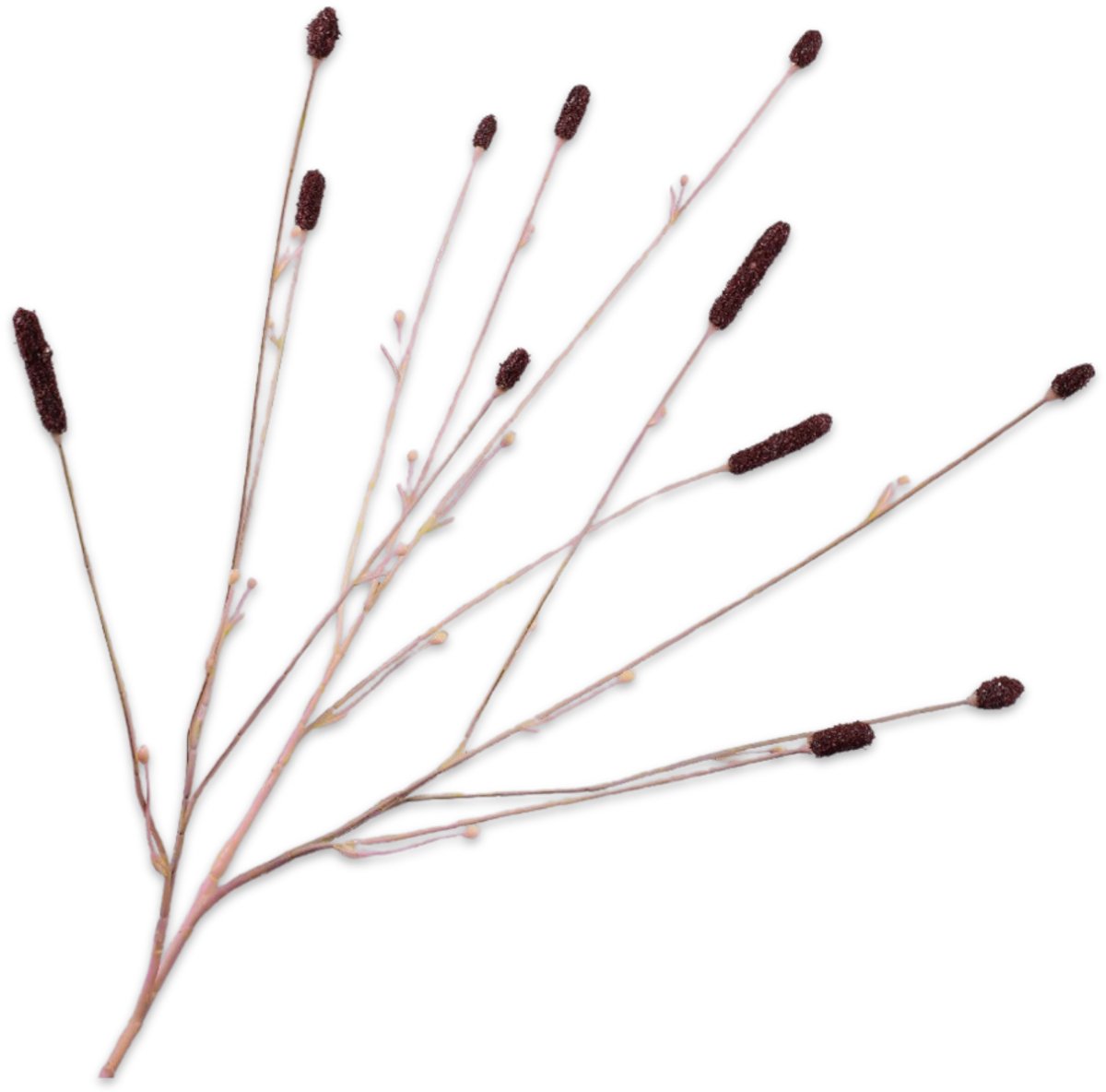 Pimpernel tak paars 84 cm