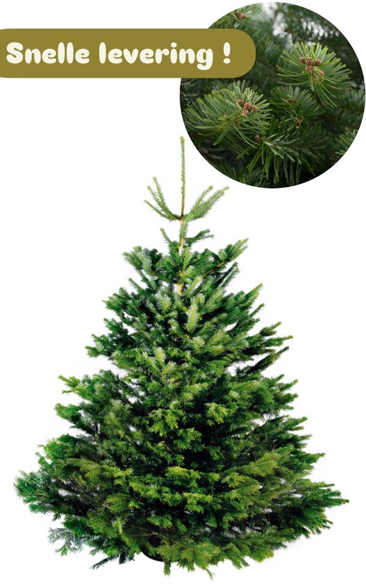 Nordmann Excellent – Echte Kerstboom – Gezaagd – 175–200 cm – Groenblijvend