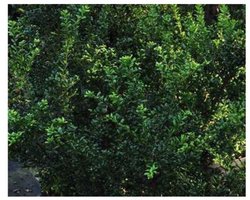 10x Japanse Hulst , Japanse Haaghulst , Chinese Beshulst - Ilex cren. 'Convexa' | maat 60-80 cm