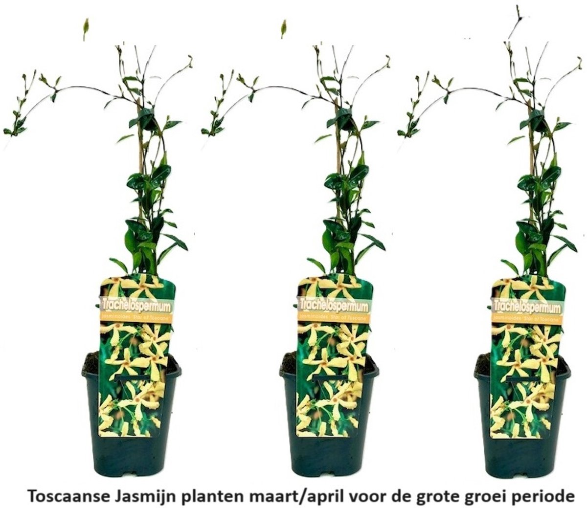 3 x Gele Toscaanse Jasmijn (Sterjasmijn - Star of Toscane) - Klimplanten | Set van 3 Jasmijn Planten met Gele Bloemen - Geel - Groenblijvend / Wintergroen en Winterhard | 3 x 1,5 liter pot - Hoogte 60/80cm - Voor 1 strekkende meter haag