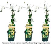 3 x Gele Toscaanse Jasmijn (Sterjasmijn - Star of Toscane) - Klimplanten | Set van 3 Jasmijn Planten met Gele Bloemen - Geel - Groenblijvend / Wintergroen en Winterhard | 3 x 1,5 liter pot - Hoogte 60/80cm - Voor 1 strekkende meter haag