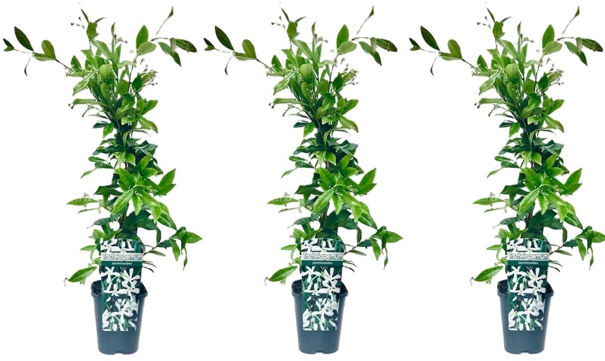 3 x Witte Toscaanse Jasmijn: 3 halen, 2 betalen! | Set van 3 x Sterjasmijn Klimplanten voor 1 Strekkende Meter Bloeiende Haag - Witte Bloemen - Groenblijvend / Wintergroen en Winterhard | 3 x Jasmijn Plant - 3 x 1,5 liter pot | Hoogte: 60/80cm
