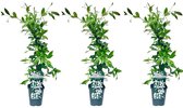 3 x Witte Toscaanse Jasmijn: 3 halen, 2 betalen! | Set van 3 x Sterjasmijn Klimplanten voor 1 Strekkende Meter Bloeiende Haag - Witte Bloemen - Groenblijvend / Wintergroen en Winterhard | 3 x Jasmijn Plant - 3 x 1,5 liter pot | Hoogte: 60/80cm