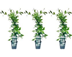 3 x Witte Toscaanse Jasmijn: 3 halen, 2 betalen! | Set van 3 x Sterjasmijn Klimplanten voor 1 Strekkende Meter Bloeiende Haag - Witte Bloemen - Groenblijvend / Wintergroen en Winterhard | 3 x Jasmijn Plant - 3 x 1,5 liter pot | Hoogte: 60/80cm