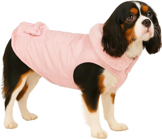Kortharige Cavalier King Charles Spaniel in een roze hondenjas met bontkraag en strikje op de rug.