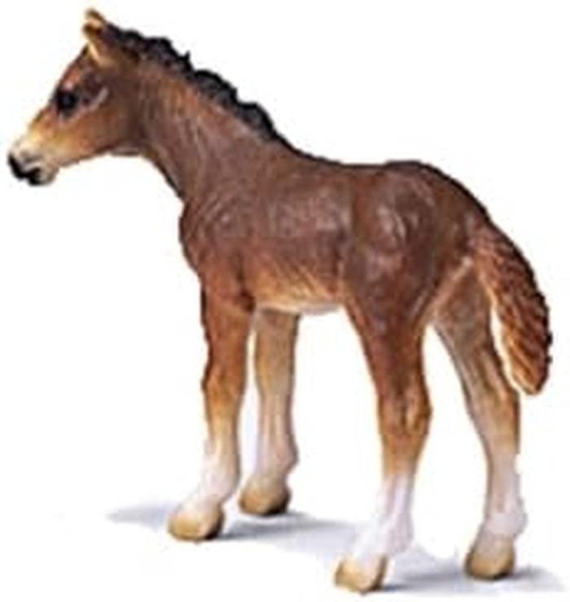 Foal Holstein