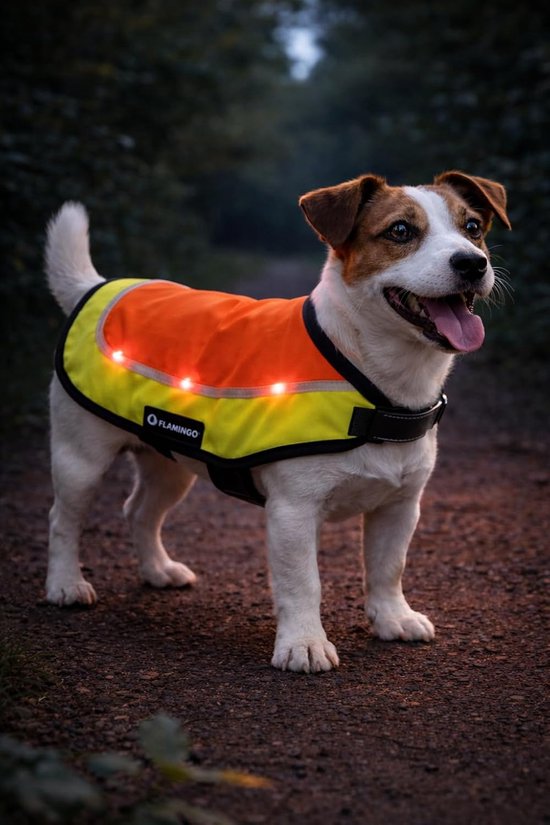 Jack Russell terrier met oranje en limegroen veiligheidsvest met knipperende LED's, staand op een bospad.