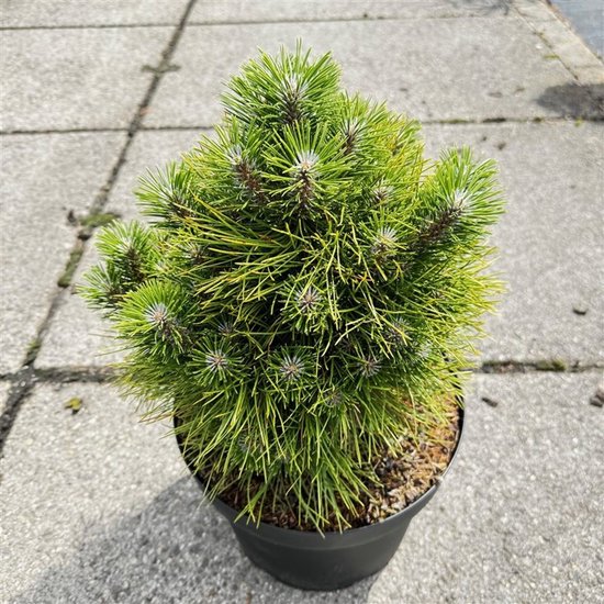Groene dennenboom met lange, fijne naalden in een zwarte pot.
