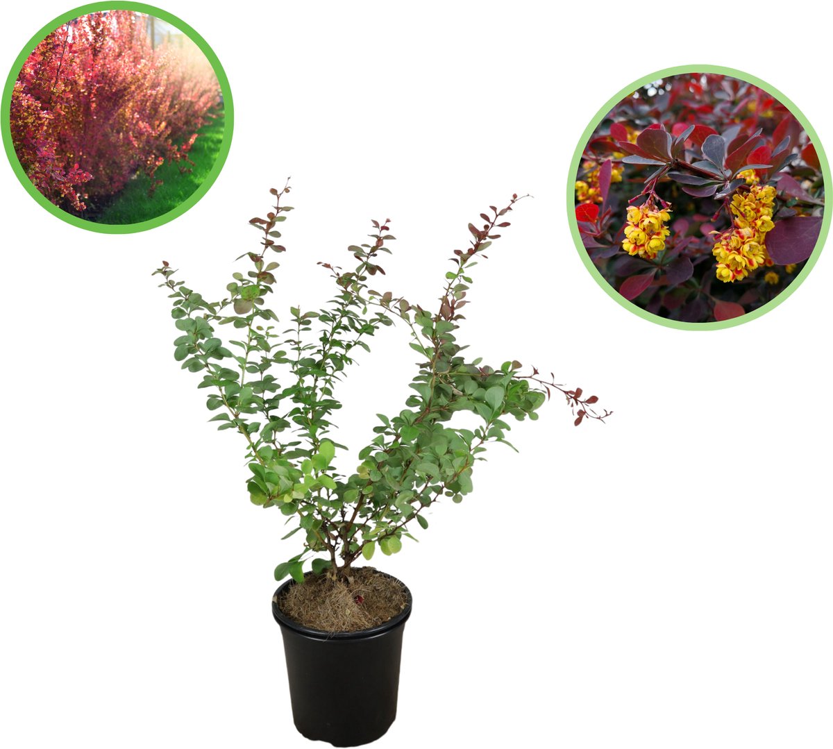 Rode zuurbes (Berberis th. 'Atropurpurea') 30-50 cm In pot - natuurlijke bescherming dankzij doorns - eetbare besjes voor vogels - groeit in bijna alle omstandigheden