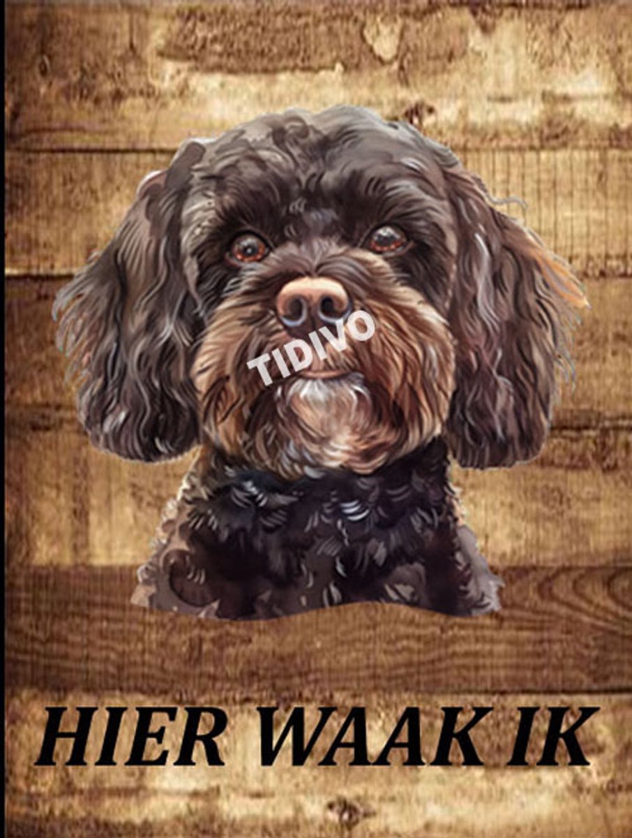 Cavapoo 20