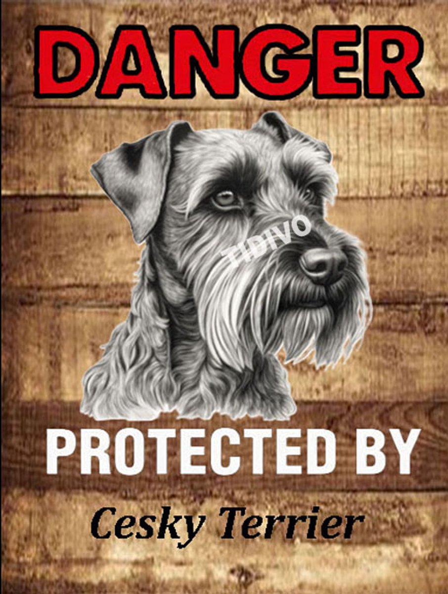 Cesky Terrier 19