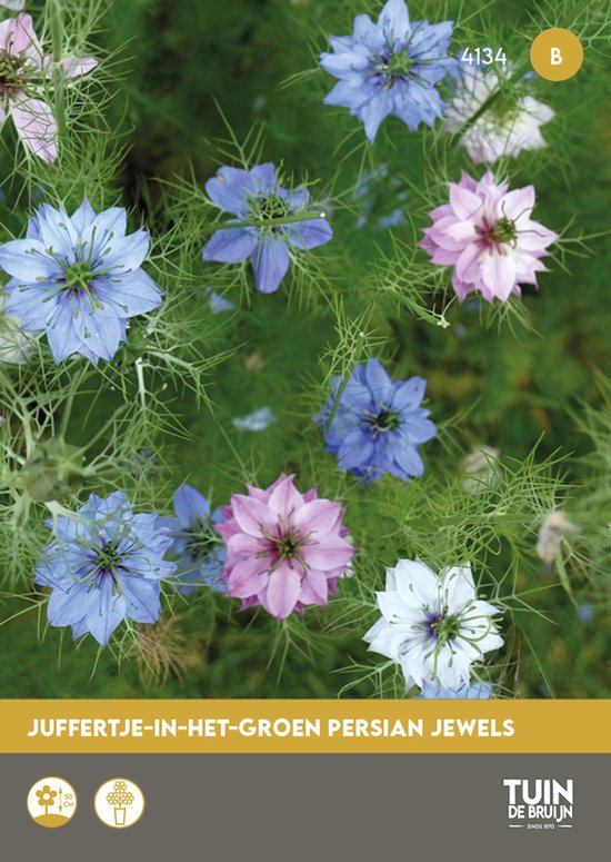 Juffertje-in-het-Groen Zaden – Nigella damascena 'Persian Jewels' – Eenjarige Bloemen – Bloemzaad voor Border & Pluktuin