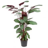 Ctenanthe Oppenheimiana - 90 - 110cm Hoog - Kamerplanten - Luchtzuiverend - Gemakkelijk Onderhouden - Pot 21cm