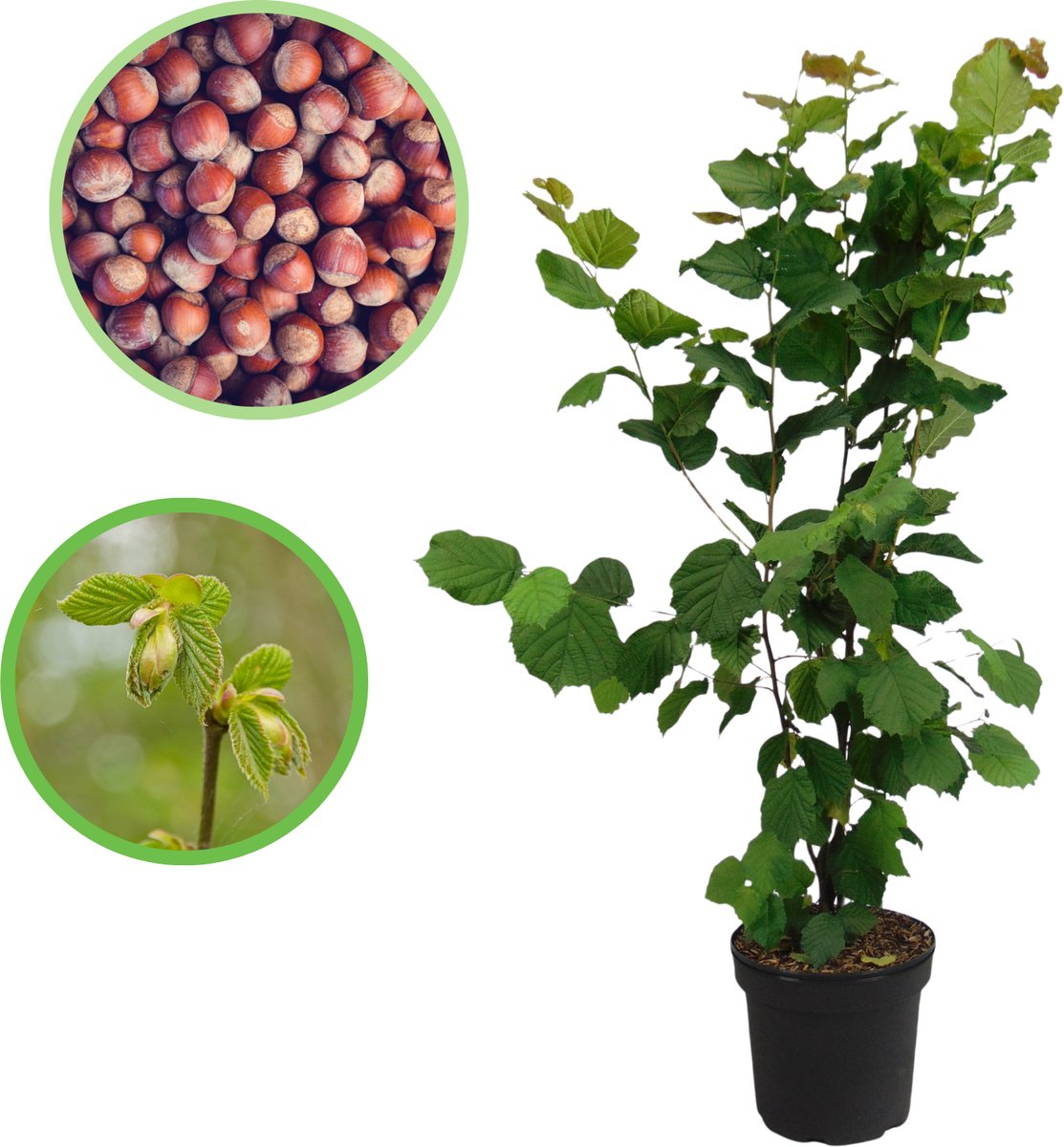 Hazelnoot 100-125 cm (in pot) - Corylus avellana - Ø26 cm - inheemse plant - groei eetbare hazelnoten - ideaal als haag