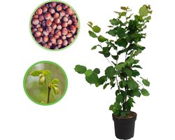 Hazelnoot 100-125 cm (in pot) - Corylus avellana - Ø26 cm - inheemse plant - groei eetbare hazelnoten - ideaal als haag