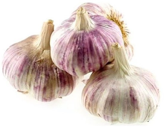 AANBIEDING - Plantknoflook Primor - wit met paarse accenten - 5 bollen