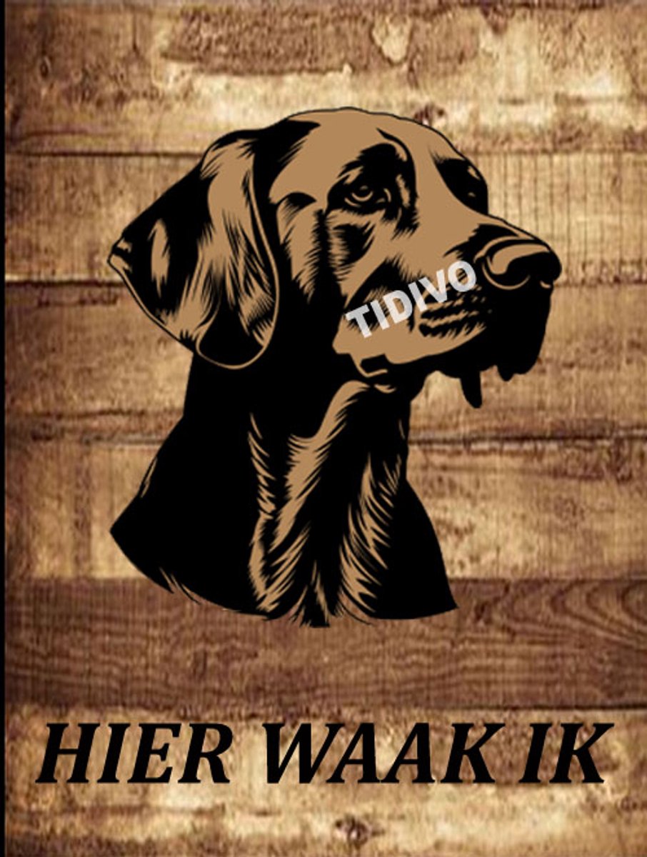 Vizsla 20