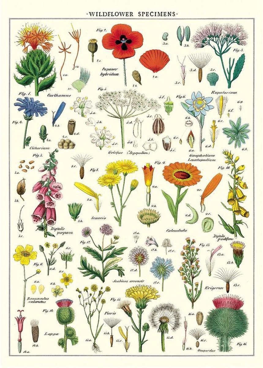 Poster Wildbloemen - Cavallini & Co - Vintage Schoolplaat Bloemen