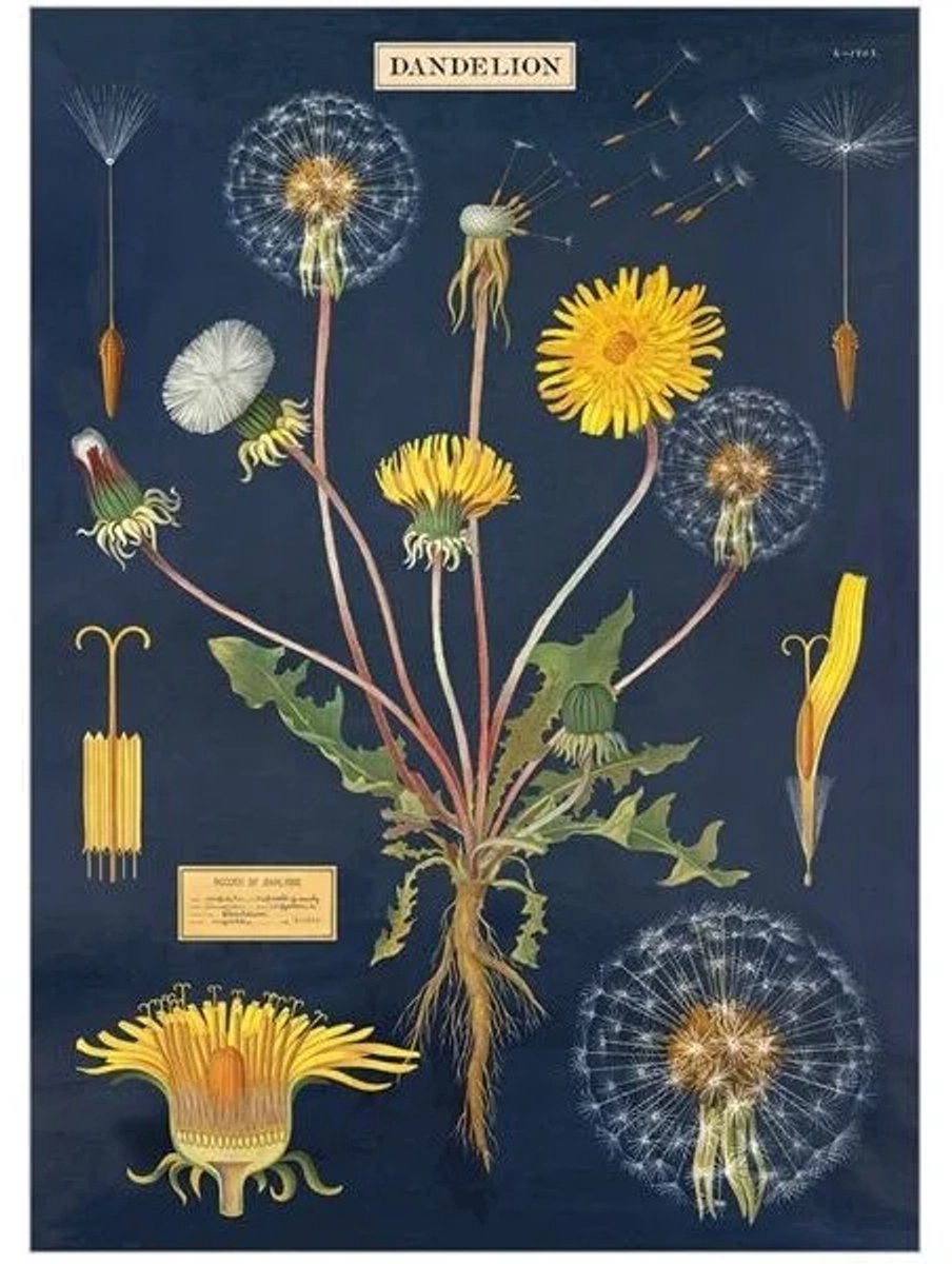 Poster Paardenbloemen - Cavallini & Co - Vintage Schoolplaat Bloemen