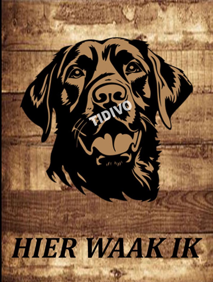 Labrador Retriever 20