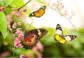 Canvas Schilderij Flying Butterflies