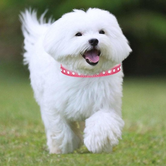 Haoyueer Strass halsband, schattig, oogverblindend