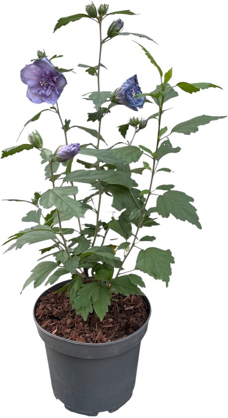 2 x sirop d'hibiscus ' Blue Chiffon'® ('notwoodthree') - Hibiscus de jardin, Althéa arbuste, Rose des marais 40- 60 cm en pot